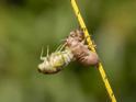 Emerging Cicada 011.jpg